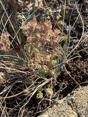Sedum debile