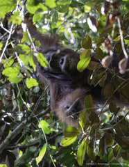 Pongo pygmaeus