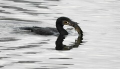 Phalacrocorax carbo sinensis