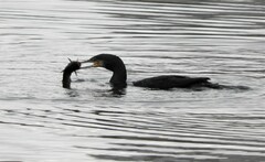 Phalacrocorax carbo sinensis