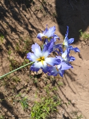 Leucocoryne coquimbensis