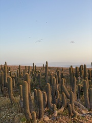 Trichocereus chiloensis litoralis