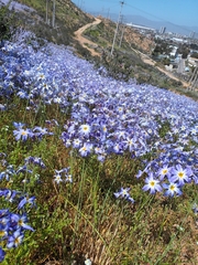 Leucocoryne coquimbensis