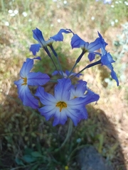 Leucocoryne coquimbensis