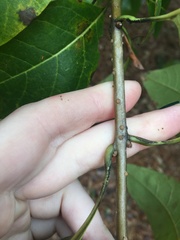 Chionanthus virginicus