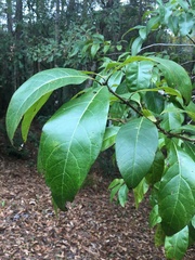 Chionanthus virginicus