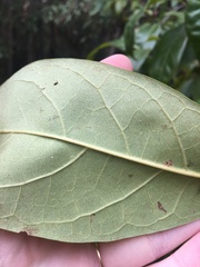 Chionanthus virginicus