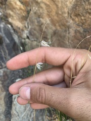 Melica stricta