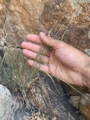 Melica stricta
