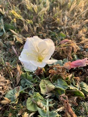 Oenothera acaulis