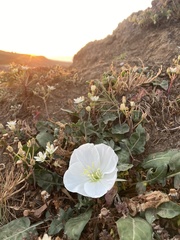 Oenothera acaulis