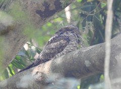 Aves