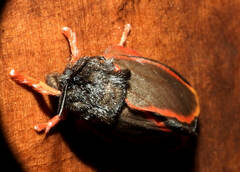 Edebessa circumcincta