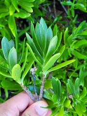 Borrichia arborescens