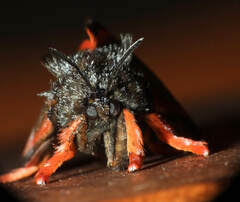 Edebessa circumcincta