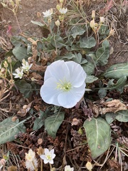 Oenothera acaulis