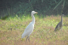 Aves