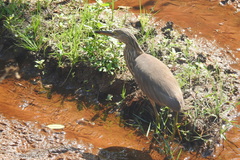Aves