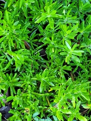 Borrichia arborescens