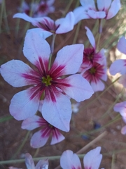 Leucocoryne purpurea