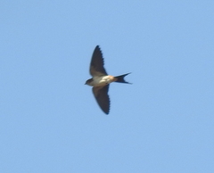 Aves