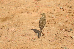 Aves