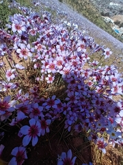 Leucocoryne purpurea