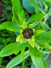 Borrichia arborescens