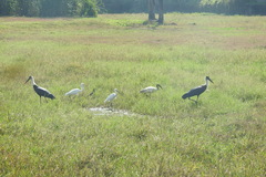 Aves
