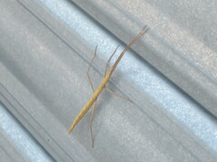 Clonopsis gallica