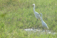 Aves