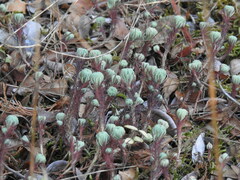 Petrosedum forsterianum