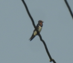 Hirundo