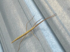 Clonopsis gallica