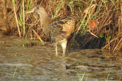 Gallicrex cinerea