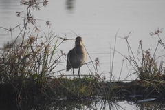 Charadriiformes