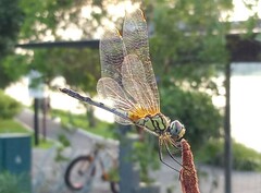 Trithemis pallidinervis