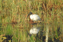 Threskiornis melanocephalus