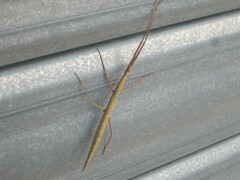 Clonopsis gallica