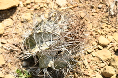 Astrophytum capricorne