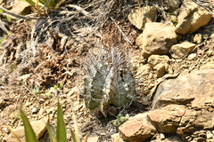Astrophytum capricorne