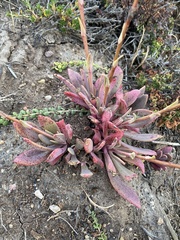 Cistanthe grandiflora
