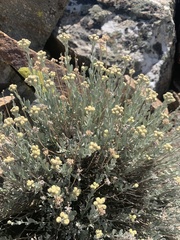 Artemisia albicans