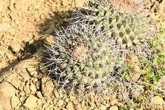 Thelocactus rinconensis