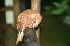 Batrachostomus moniliger