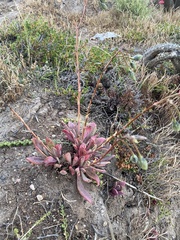 Cistanthe grandiflora