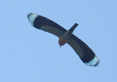 Coracias benghalensis