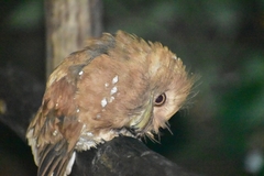 Batrachostomus moniliger