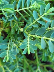 Euphorbia mesembryanthemifolia