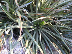 Fascicularia bicolor